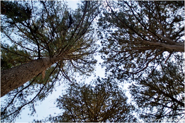 SDP tyytyväinen ministeri Orpon päätökseen pysäyttää Metsähallituksen yhtiöittäminen