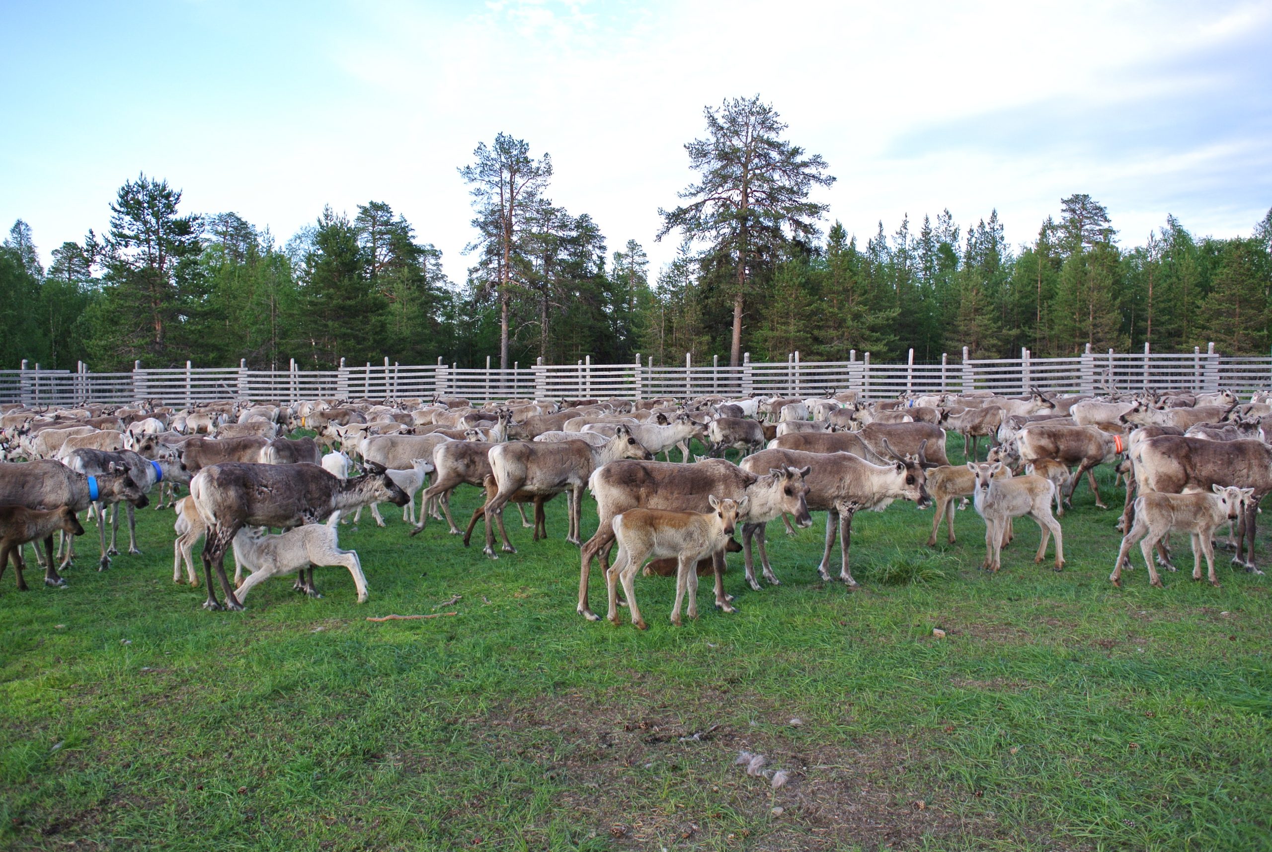 Poronhoitajien sijaisapu vakinaistetaan